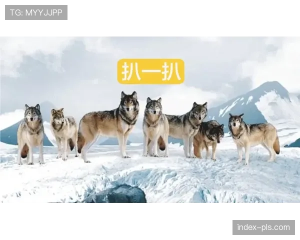 狼队主场迎战阿森纳 狼群利用快速反击制造威胁